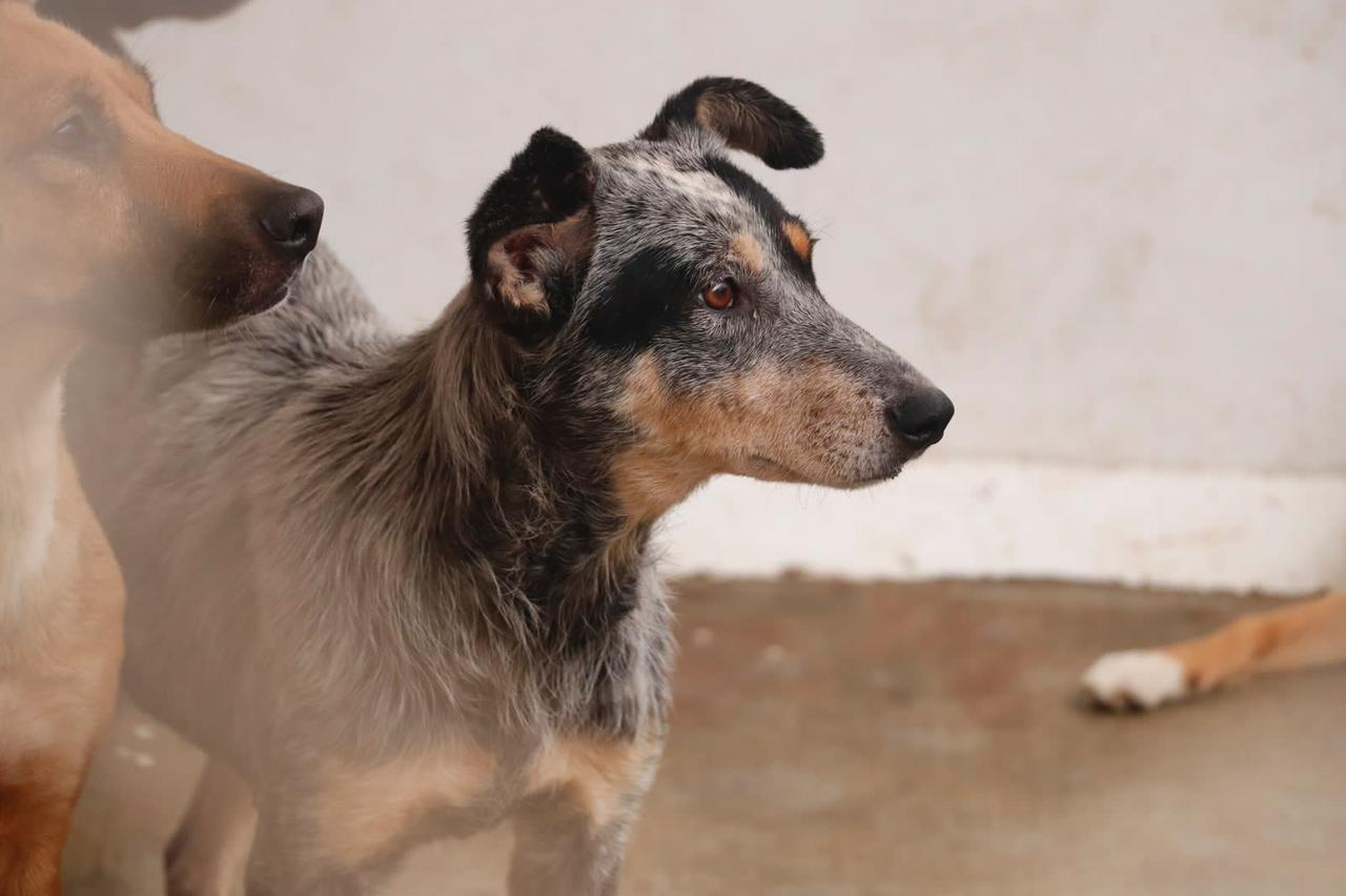 INICIA AYUNTAMIENTO CAMPAÑA GRATUITA DE ESTERILIZACIÓN CANINA EN ZACATECAS