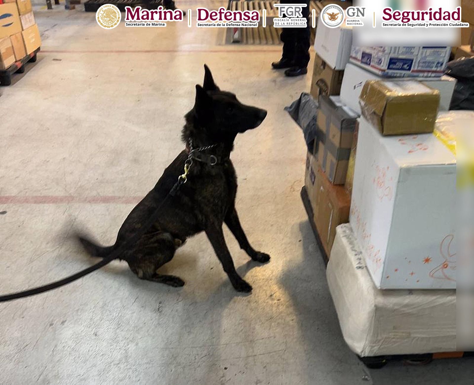 ASEGURAN PAQUETE CON FENTANILO EN EL AICM; EVITAN MÁS DE UN MILLÓN DE DOSIS