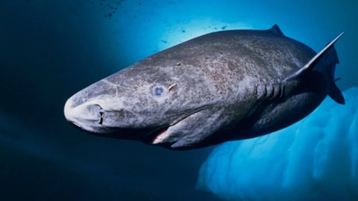 VUELVEN A REENCONTRAR TIBURÓN DE GROENLANDIA DE CASI 400 AÑOS