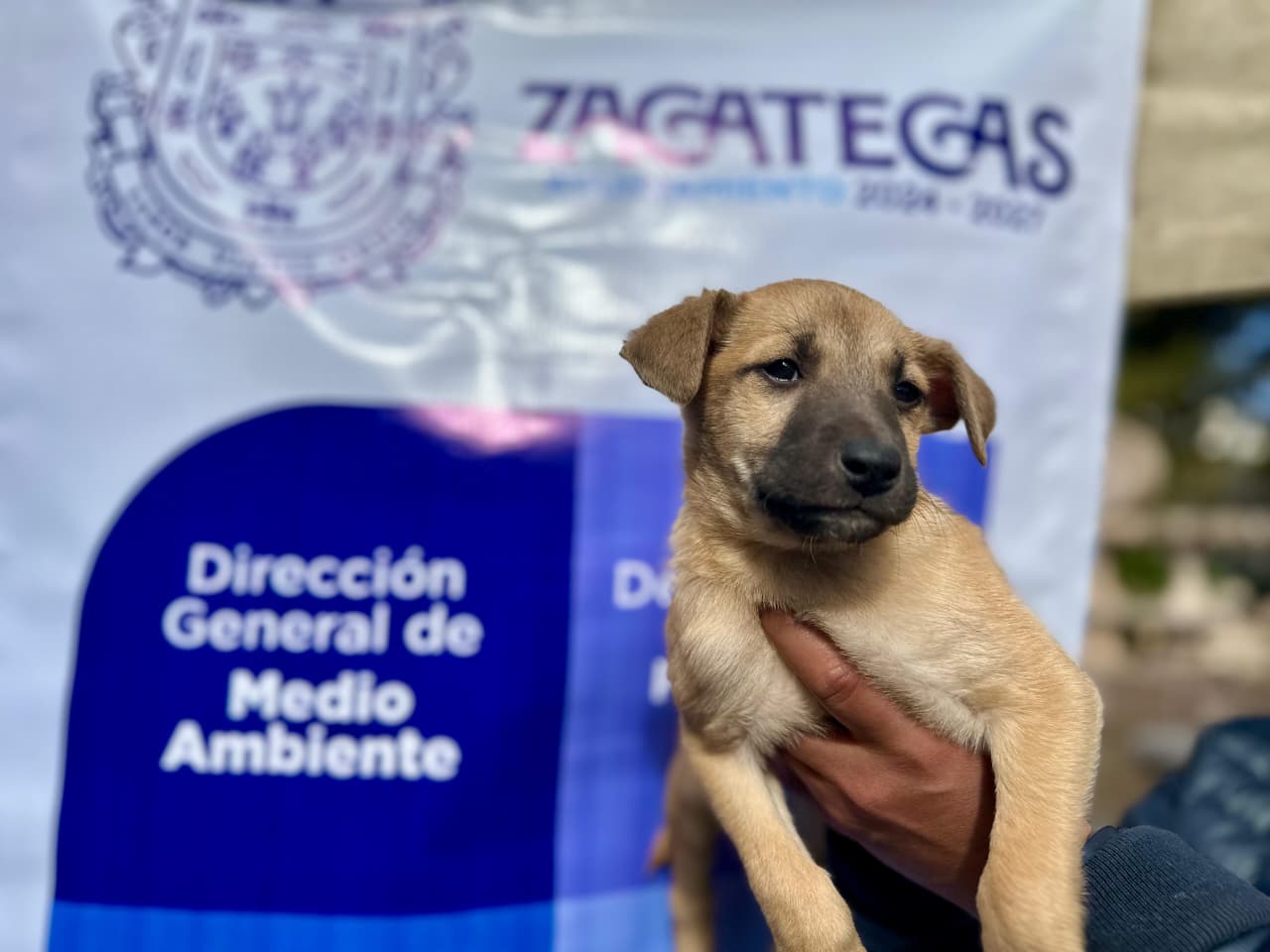 AVANZA AYUNTAMIENTO DE ZACATECAS EN BIENESTAR ANIMAL CON EXITOSO PROGRAMA ADOPTANINO