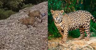 DESATA VIDEO DE CACHORROS DE JAGUAR ALERTAS POR SU PROTECCIÓN EN SAN LUIS POTOSÍ